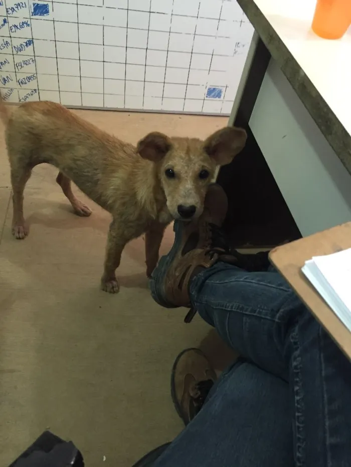 Cachorro ra a Vira lata idade 7 a 11 meses nome Makita