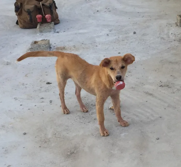 Cachorro ra a Vira lata idade 7 a 11 meses nome Makita