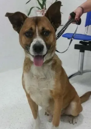 Cachorro raça SRD idade 2 anos nome Tutu
