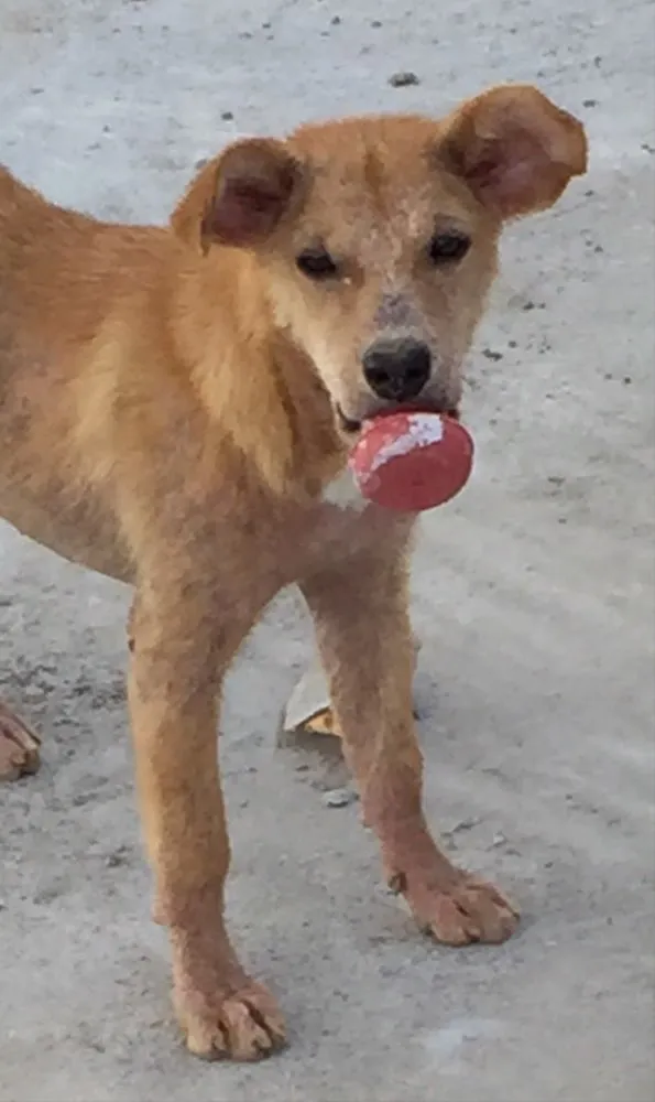 Cachorro ra a Vira lata idade 7 a 11 meses nome Makita