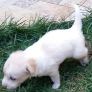 Cachorro raça amor idade Abaixo de 2 meses nome bebe