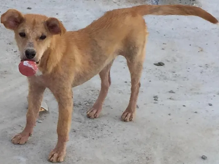 Cachorro ra a Vira lata idade 7 a 11 meses nome Makita