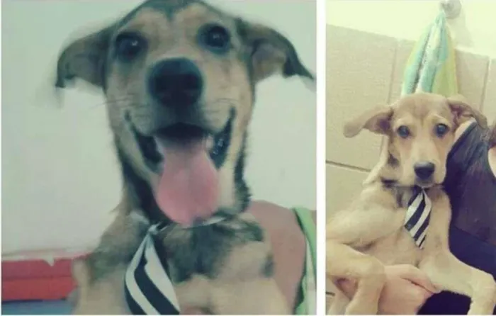 Cachorro raça  idade 1 ano nome Marley