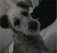 totó