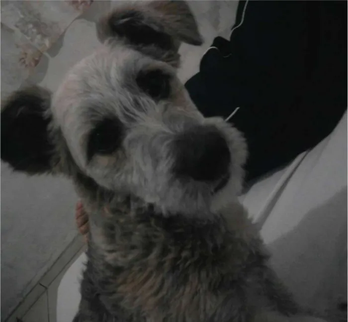 Cachorro ra a vira lata idade 6 ou mais anos nome totó