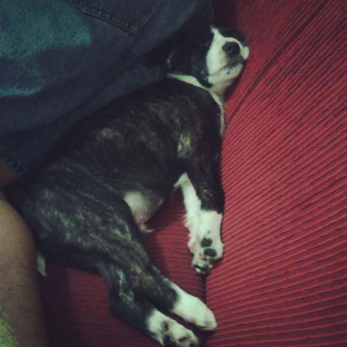 Cachorro ra a vira lata idade 4 anos nome Tinho