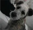 totó