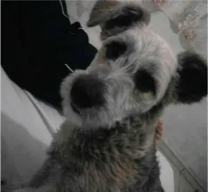 Cachorro raça vira lata idade 6 ou mais anos nome totó