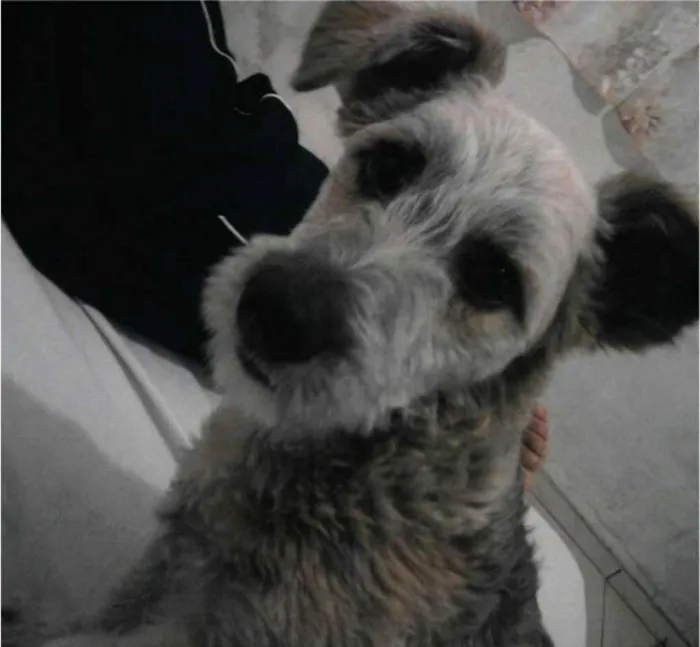 Cachorro ra a vira lata idade 6 ou mais anos nome totó
