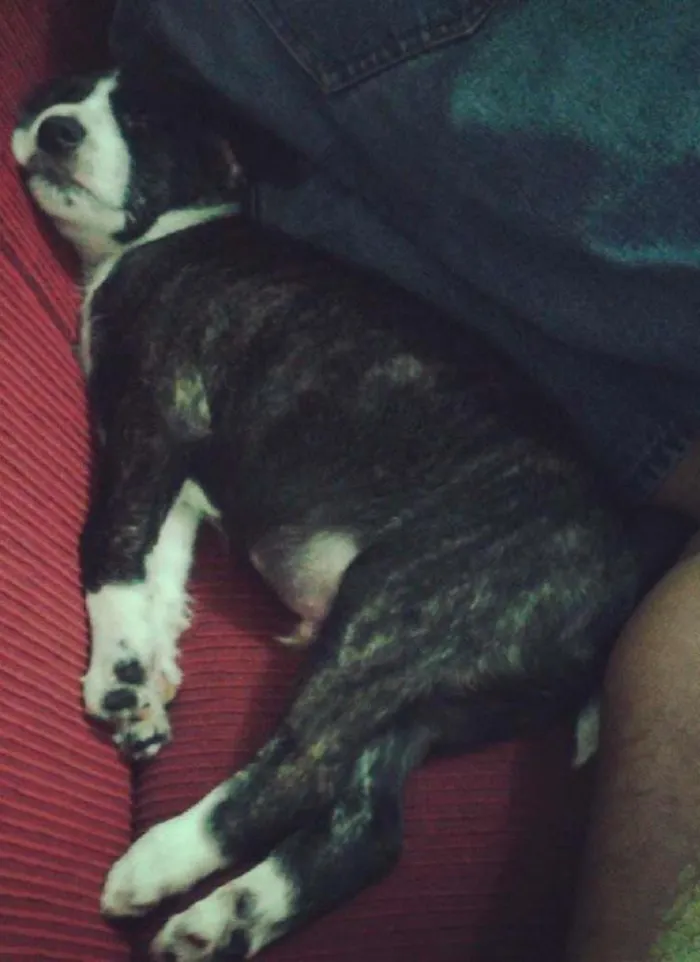 Cachorro ra a vira lata idade 4 anos nome Tinho