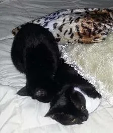 Gato ra a SRD idade 1 ano nome Pitty