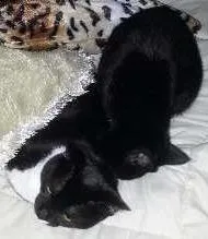 Gato ra a SRD idade 1 ano nome Pitty