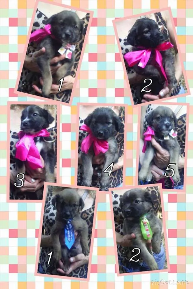 Cachorro ra a SRD idade Abaixo de 2 meses nome Filhotes