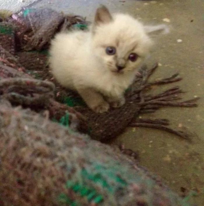 Gato raça não sei idade Abaixo de 2 meses nome sem nome