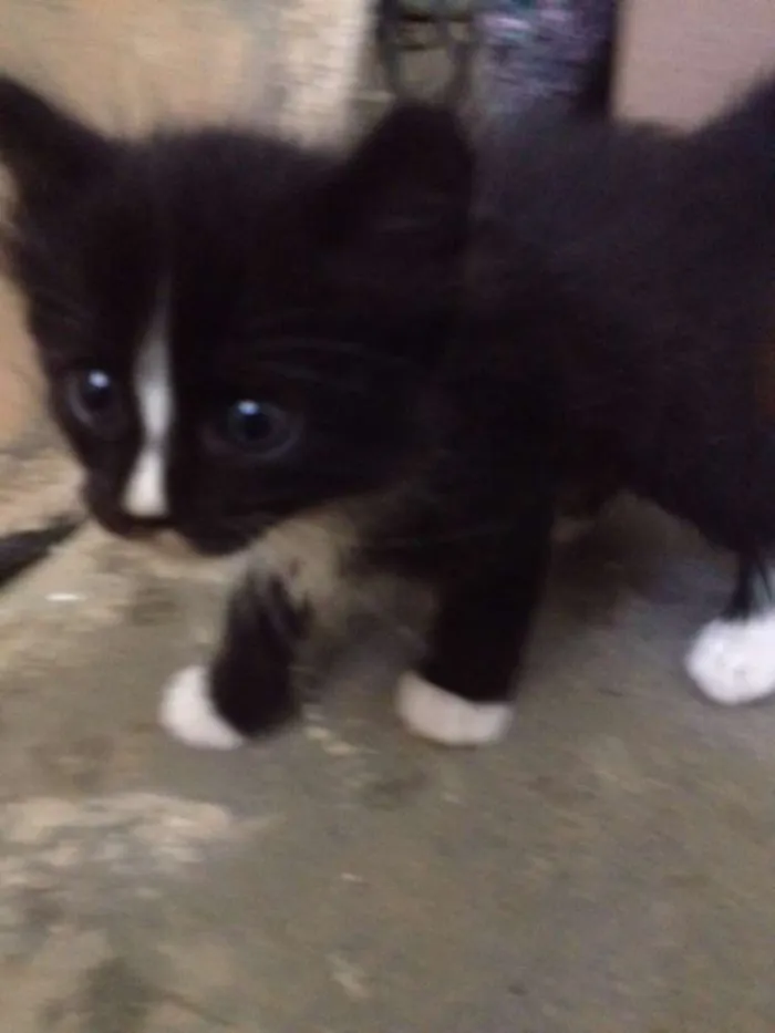 Gato raça não sei idade Abaixo de 2 meses nome sem nome