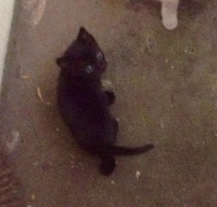 Gato raça não sei idade Abaixo de 2 meses nome sem nome