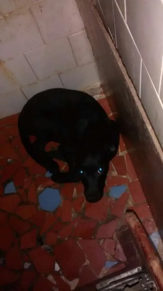 Cachorro ra a Misturado com Labrador idade 2 a 6 meses nome Belle