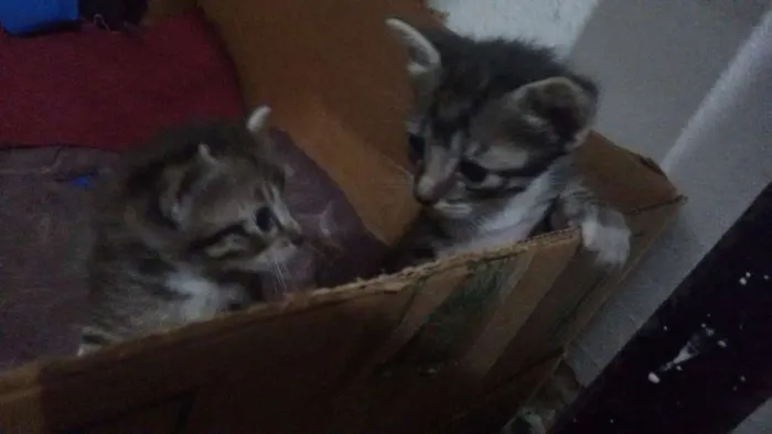 Gato ra a  idade Abaixo de 2 meses nome Filhote