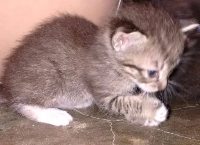 Gato ra a  idade Abaixo de 2 meses nome Filhote