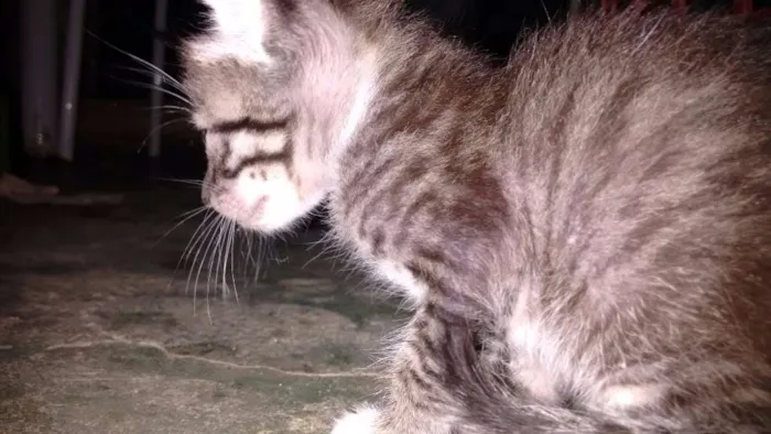 Gato ra a  idade Abaixo de 2 meses nome Filhote
