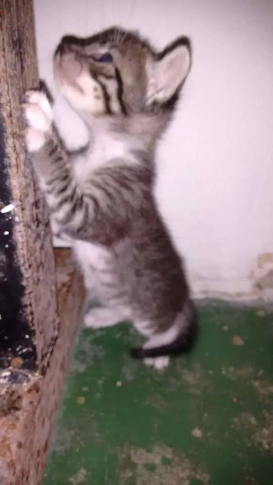 Gato ra a  idade Abaixo de 2 meses nome Filhote