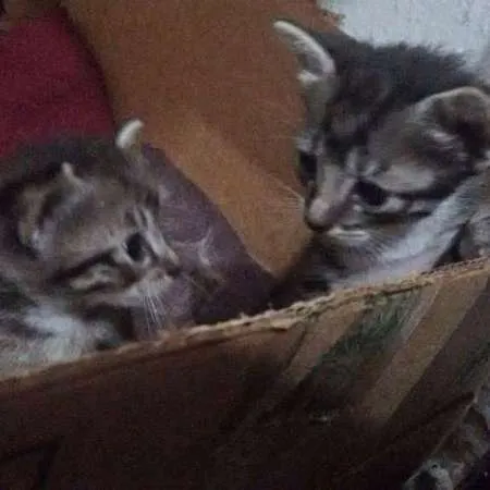 Gato ra a  idade Abaixo de 2 meses nome Filhote
