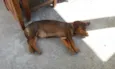 Laila