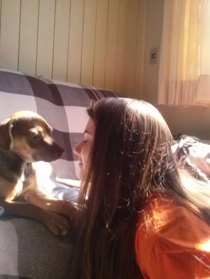 Cachorro ra a Vira lata  idade 2 a 6 meses nome Hazel