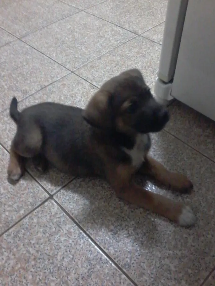 Cachorro ra a vira lata idade Abaixo de 2 meses nome mel