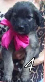 Cachorro ra a SRD idade Abaixo de 2 meses nome Filhotes