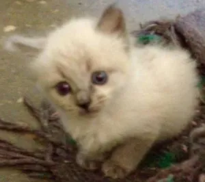 Gato raça não sei idade Abaixo de 2 meses nome sem nome