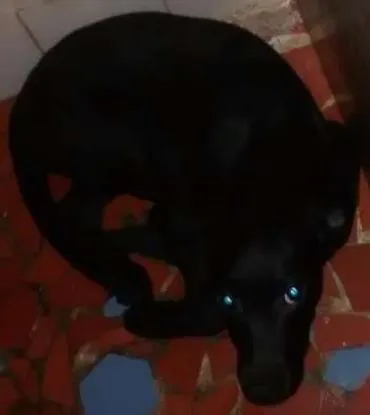 Cachorro ra a Misturado com Labrador idade 2 a 6 meses nome Belle