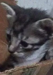 Gato raça  idade Abaixo de 2 meses nome Filhote