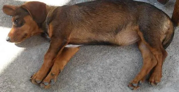 Cachorro ra a Basset-Cofap idade 2 a 6 meses nome Laila