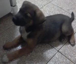 Cachorro raça vira lata idade Abaixo de 2 meses nome mel