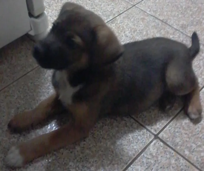 Cachorro ra a vira lata idade Abaixo de 2 meses nome mel