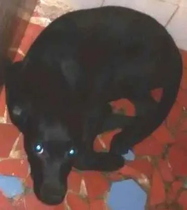 Cachorro ra a Misturado com Labrador idade 2 a 6 meses nome Belle