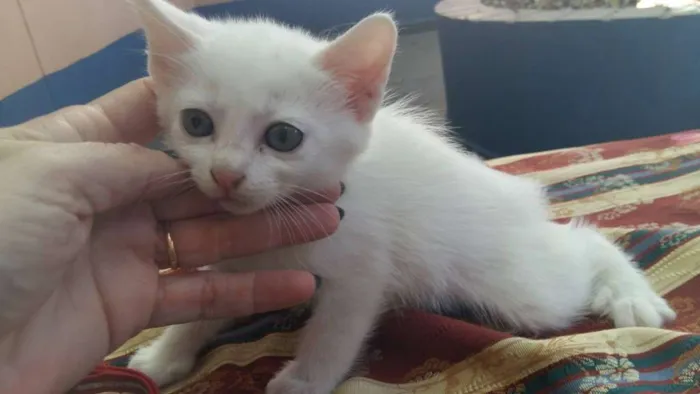 Gato ra a vira lata idade Abaixo de 2 meses nome FLOQUINHO
