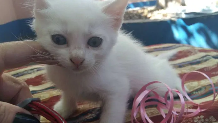 Gato ra a vira lata idade Abaixo de 2 meses nome FLOQUINHO