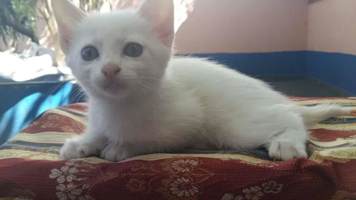 Gato ra a vira lata idade Abaixo de 2 meses nome PÉROLA