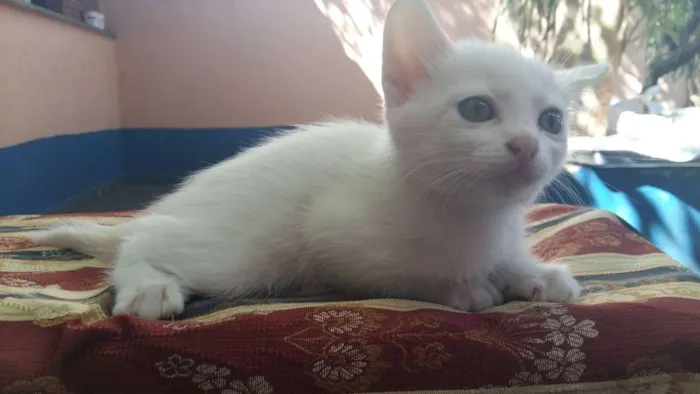Gato ra a vira lata idade Abaixo de 2 meses nome PÉROLA