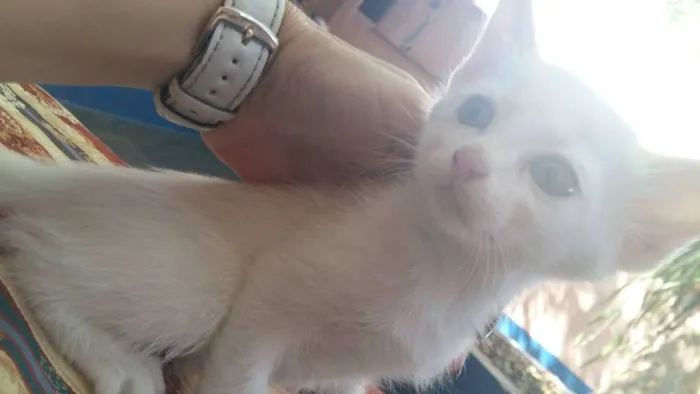 Gato ra a vira lata idade Abaixo de 2 meses nome PÉROLA