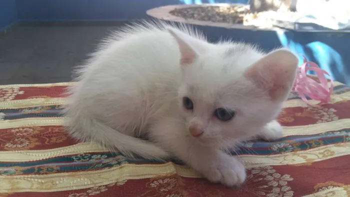 Gato ra a Vira lata idade Abaixo de 2 meses nome MANCHINHA