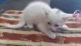 MANCHINHA