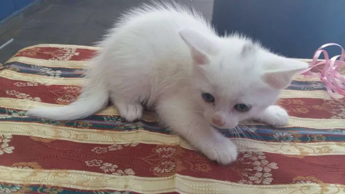 Gato ra a Vira lata idade Abaixo de 2 meses nome MANCHINHA