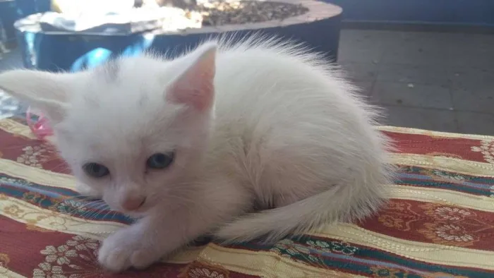 Gato ra a Vira lata idade Abaixo de 2 meses nome MANCHINHA