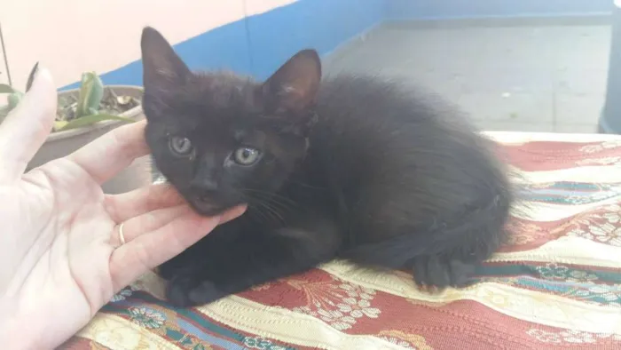 Gato ra a vira lata idade Abaixo de 2 meses nome HARRY