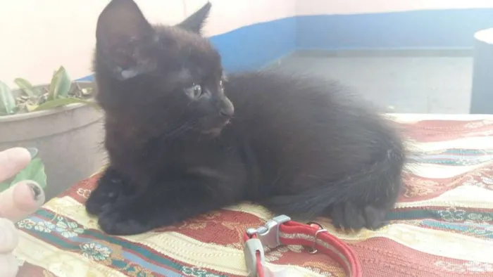 Gato ra a vira lata idade Abaixo de 2 meses nome HARRY