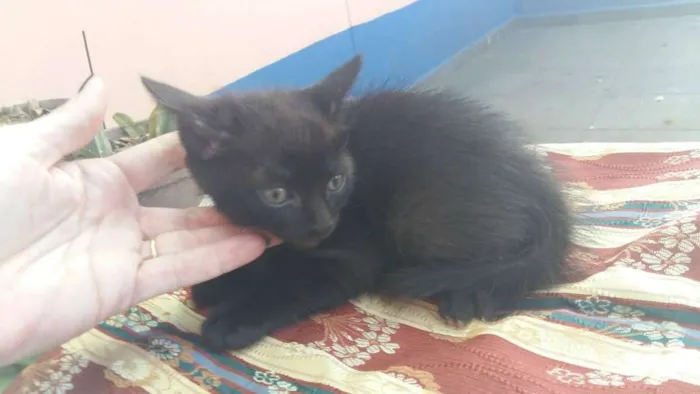 Gato ra a vira lata idade Abaixo de 2 meses nome HARRY