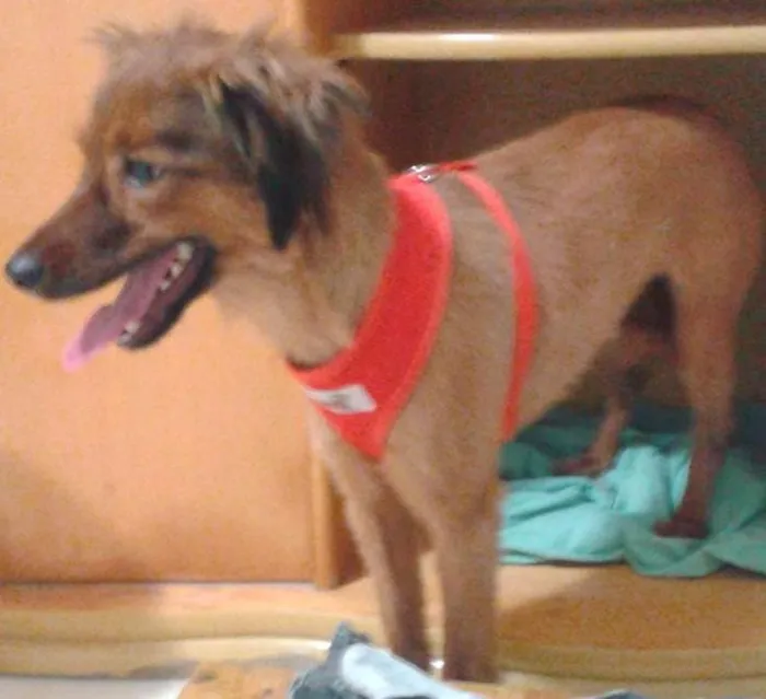 Cachorro ra a SRD idade 2 anos nome Meg